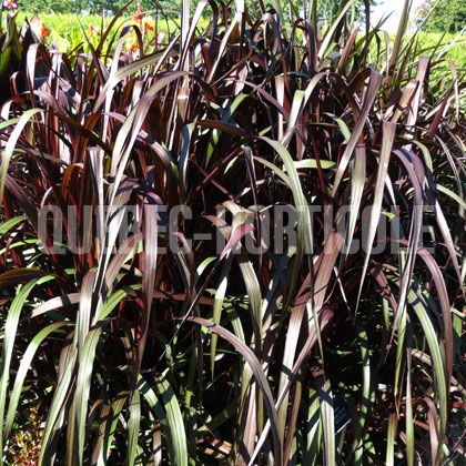 image de Pennisetum purpureum Majestic