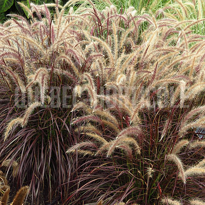 image de Pennisetum x advena Rubrum Minimus