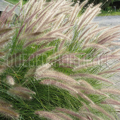 image de Pennisetum alopecuroides 