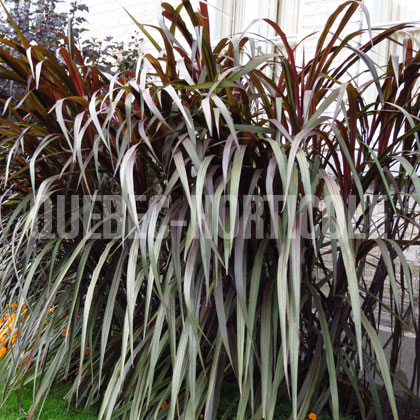 image de Pennisetum purpureum Prince