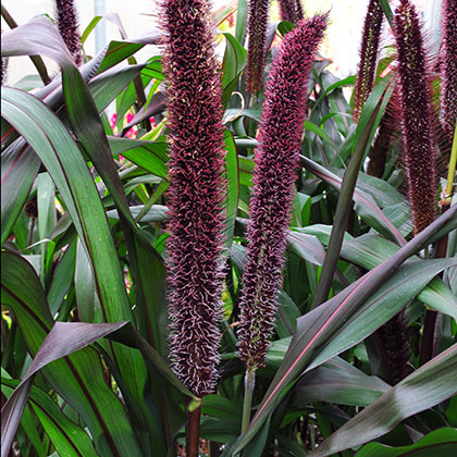 image de Pennisetum Purple Baron