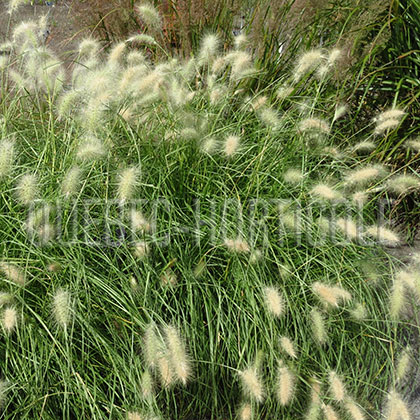 image de Pennisetum villosum 