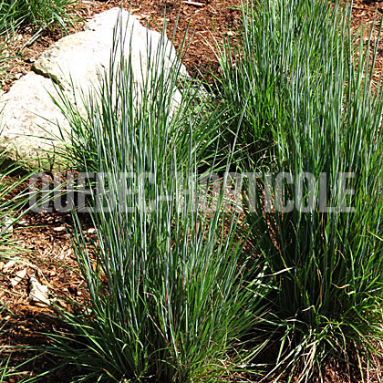 image de Schizachyrium scoparium Prairie Munchkin