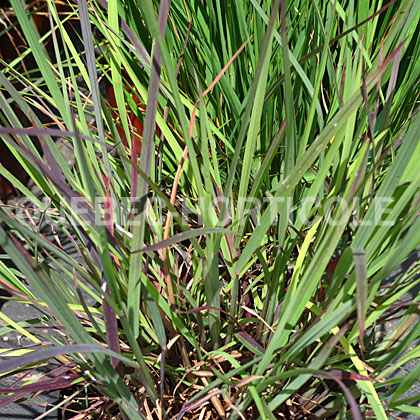 image de Schizachyrium scoparium Smoke Signal