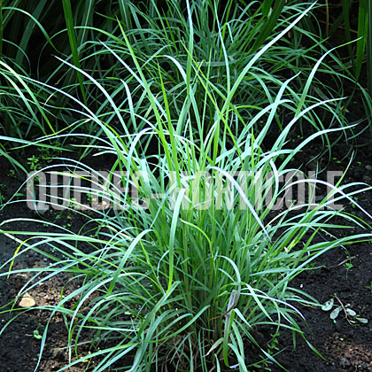 image de Schizachyrium Twilight Zone