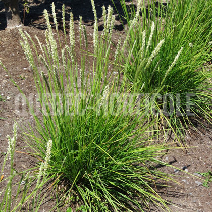 image de Sesleria autumnalis 