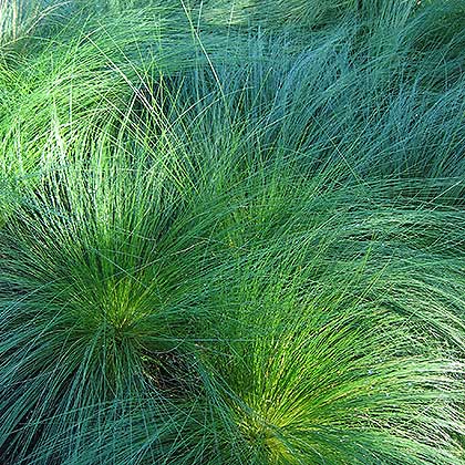 image de Stipa lessingiana Capriccio