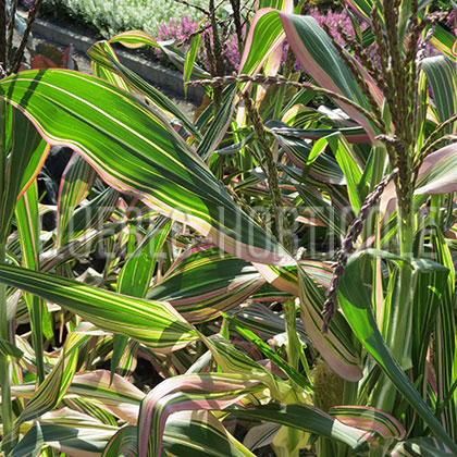 image de Zea mays Field of Dreams