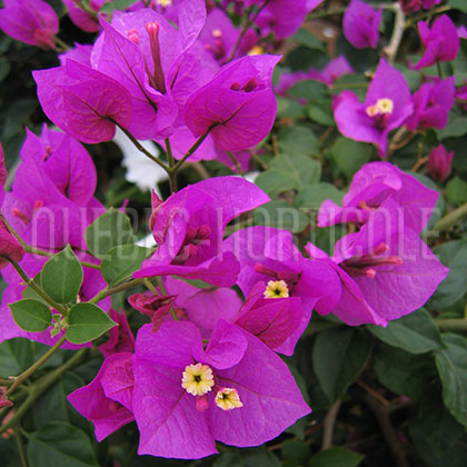 image de Bougainvillea sp. 