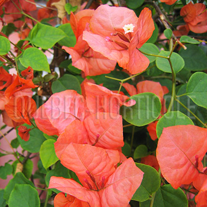 image de Bougainvillea sp. 