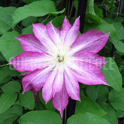 image de Clematis Asao