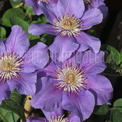 image de Clematis Ashva