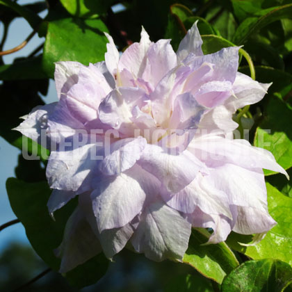 image de Clematis Belle Of Woking