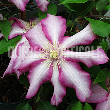 image de Clematis Betty Risdon