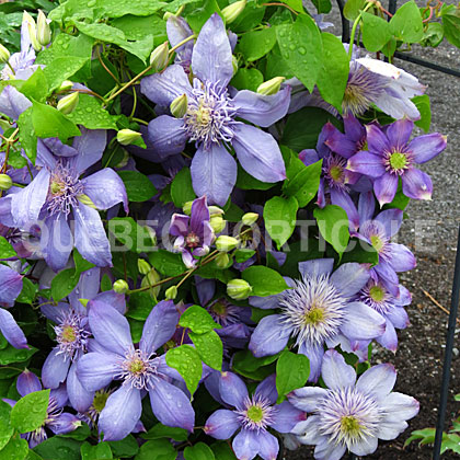 image de Clematis Blue Light