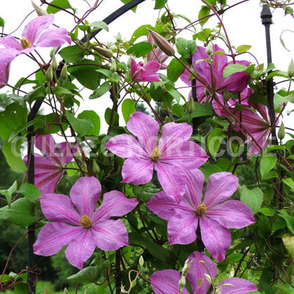 image de Clematis Comtesse de Bouchaud