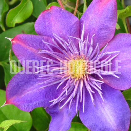 image de Clematis Crystal Fountain