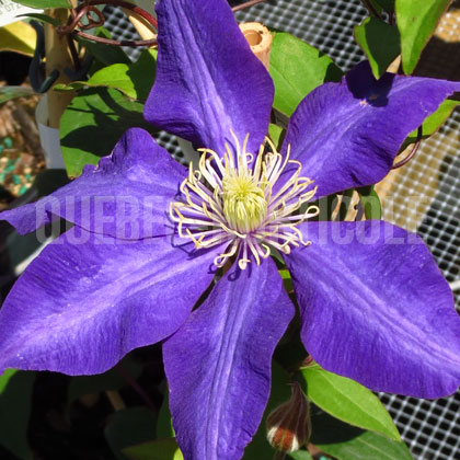 image de Clematis Daniel Deronda