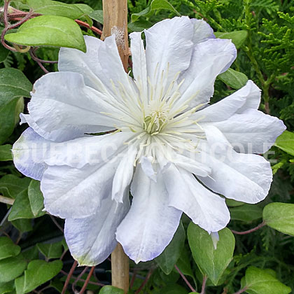 image de Clematis Diamond Ball