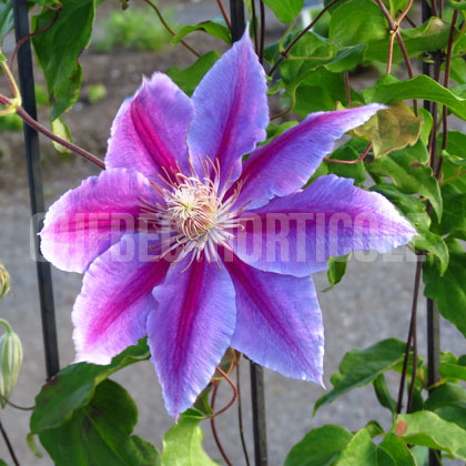 image de Clematis Dr Ruppel