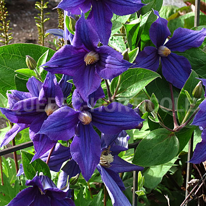 image de Clematis x durandii 