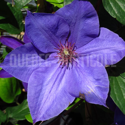 image de Clematis Elsa Spath