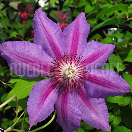 image de Clematis Fireworks