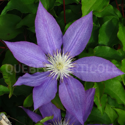 image de Clematis General Sikorski