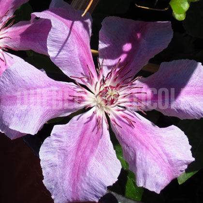 image de Clematis Girenas