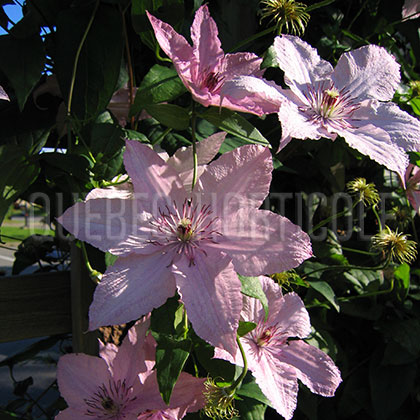 image de Clematis Hagley Hybrid