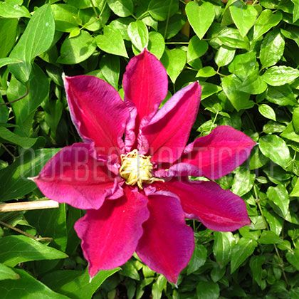 image de Clematis Hania