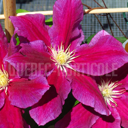 image de Clematis Hania