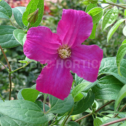 image de Clematis Inspiration