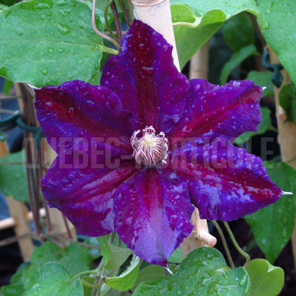 image de Clematis Julka