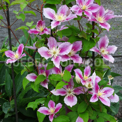 image de Clematis Little Duckling ou Piilu