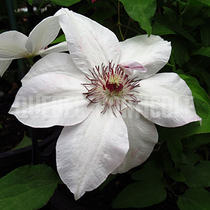 image de Clematis Miss Bateman