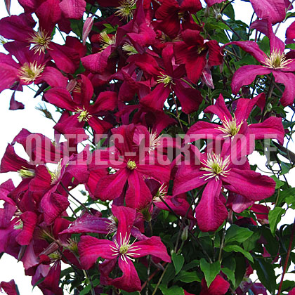 image de Clematis viticella Mme Julia Correvon