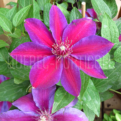 image de Clematis Mrs N. Thompson