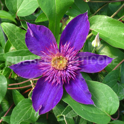 image de Clematis Multi Blue