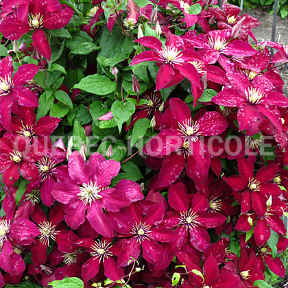 image de Clematis Niobe