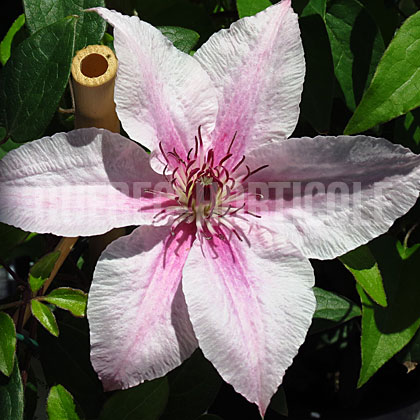 image de Clematis Pink Fantasy