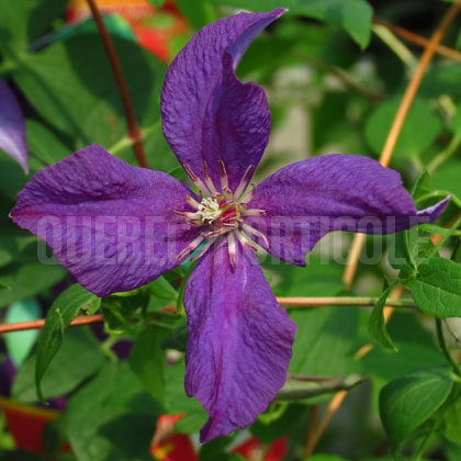 image de Clematis viticella Polish Spirit