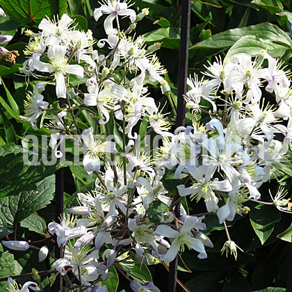 image de Clematis Praecox