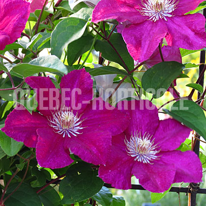 image de Clematis Rouge Cardinal