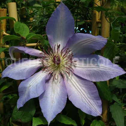 image de Clematis Serafina