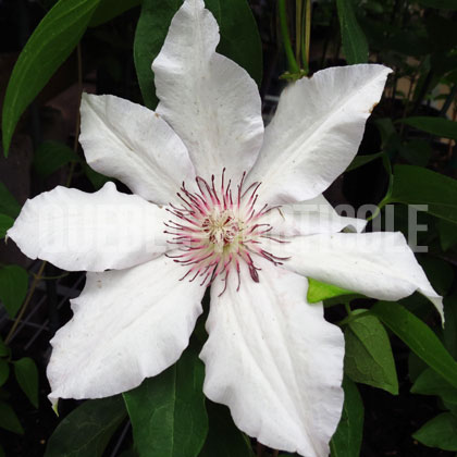 image de Clematis Snow Queen