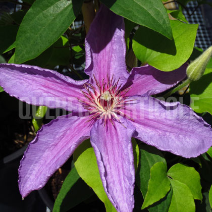 image de Clematis Sympatia