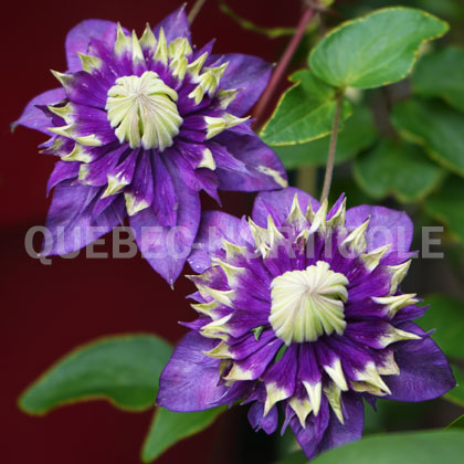 image de Clematis Taiga