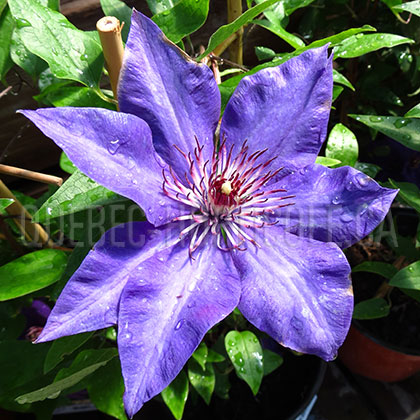 image de Clematis The President