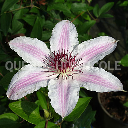 image de Clematis Tudor